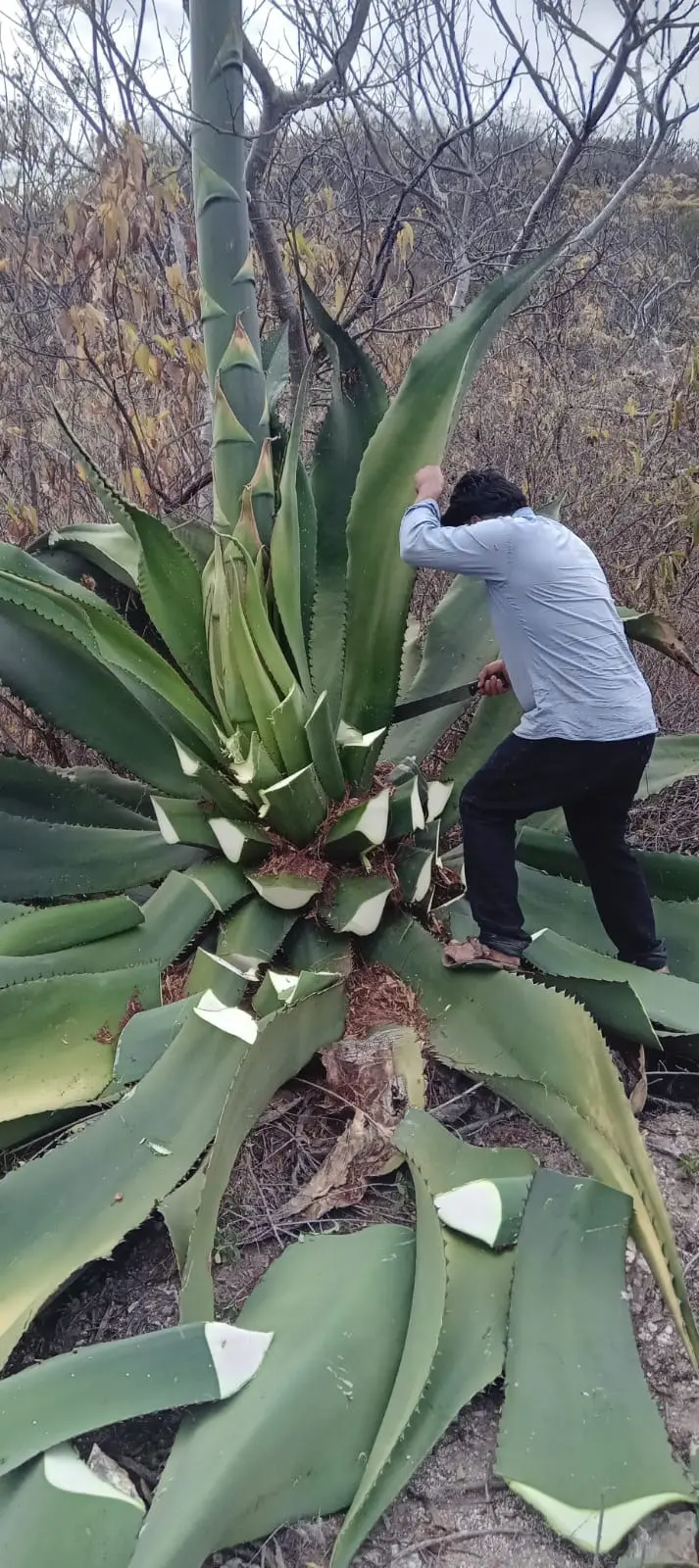 cutting agave for harvest