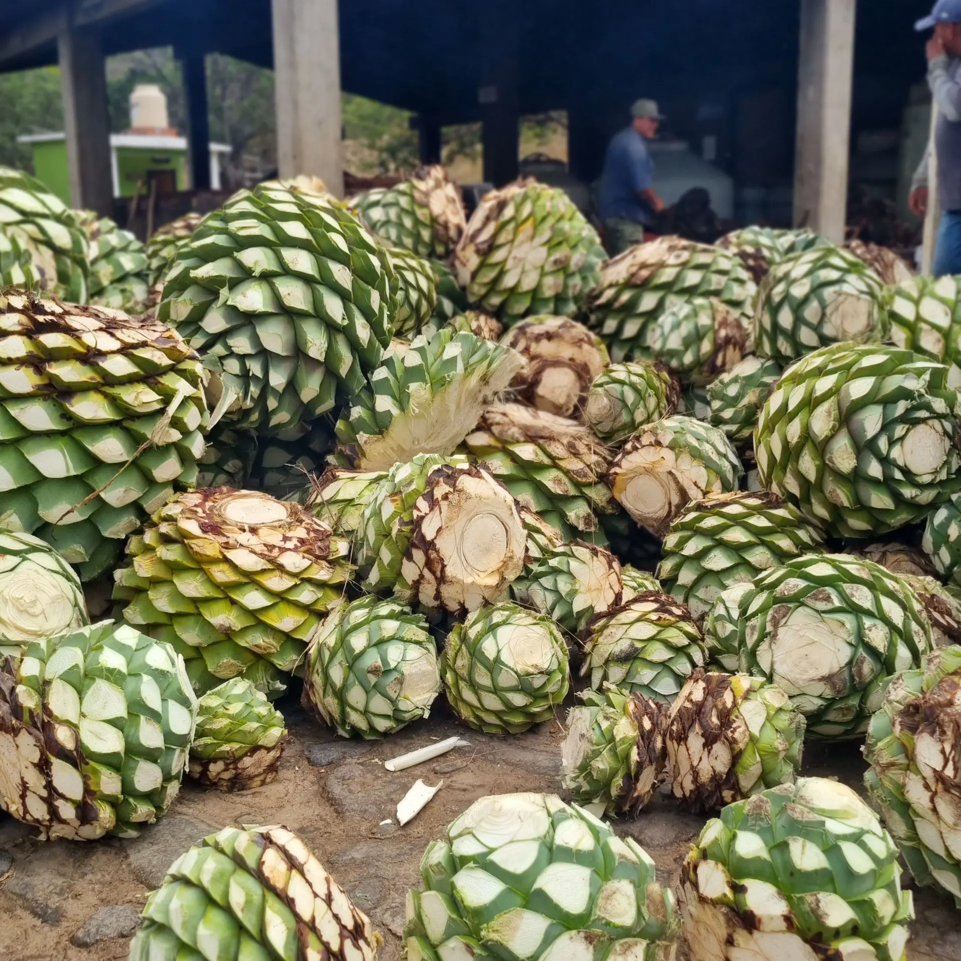 agaves
