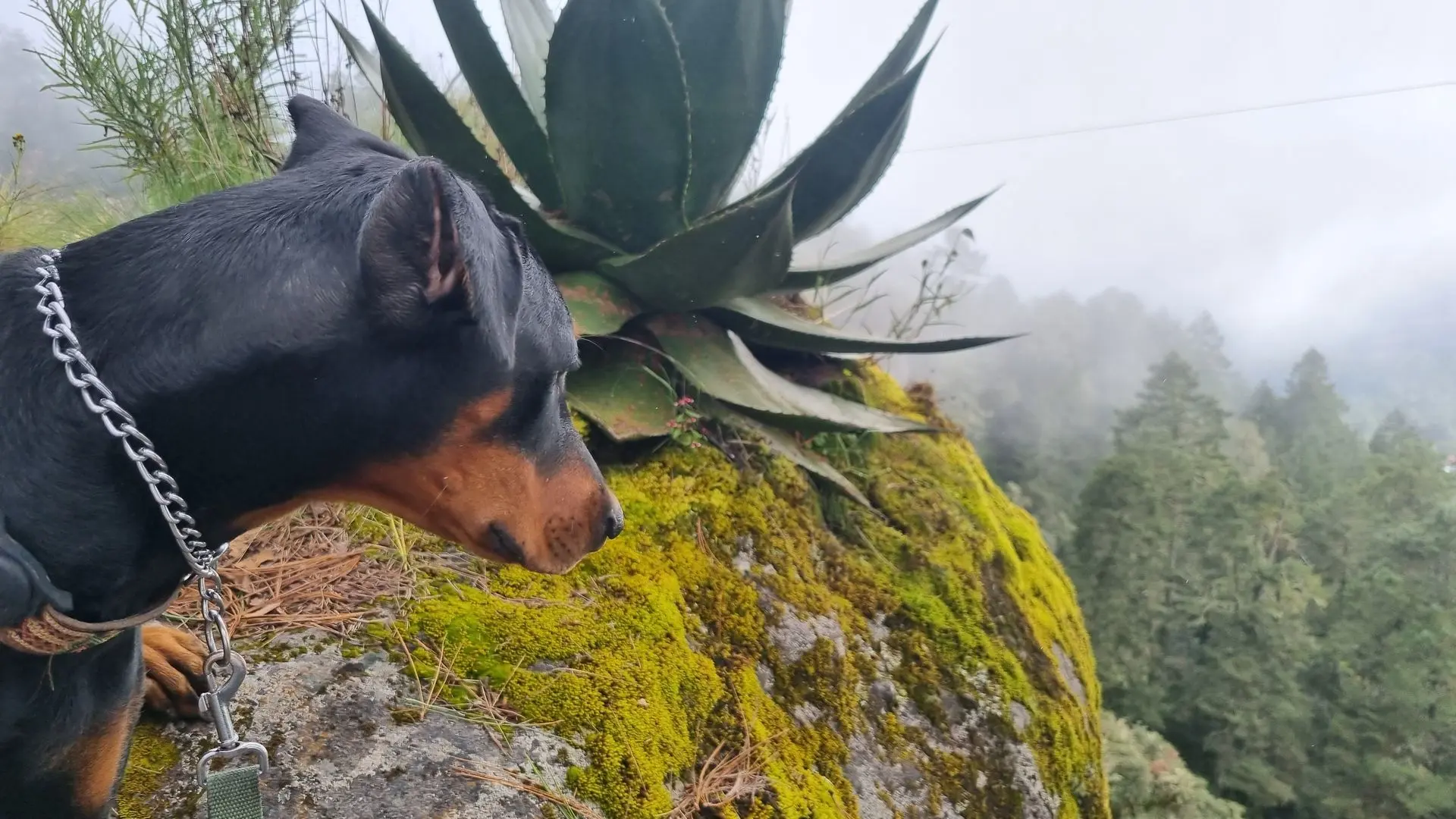 dog with agave